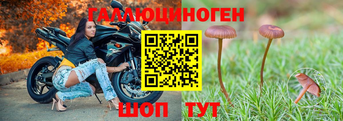 Галлюциногенные грибы Psilocybe Строитель